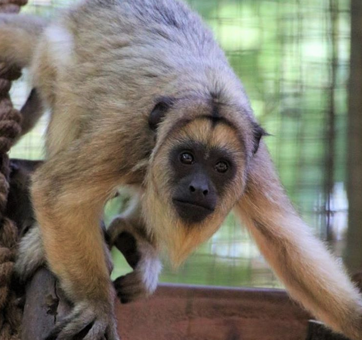 Blakc Howler Monkey San Antonio Zoo